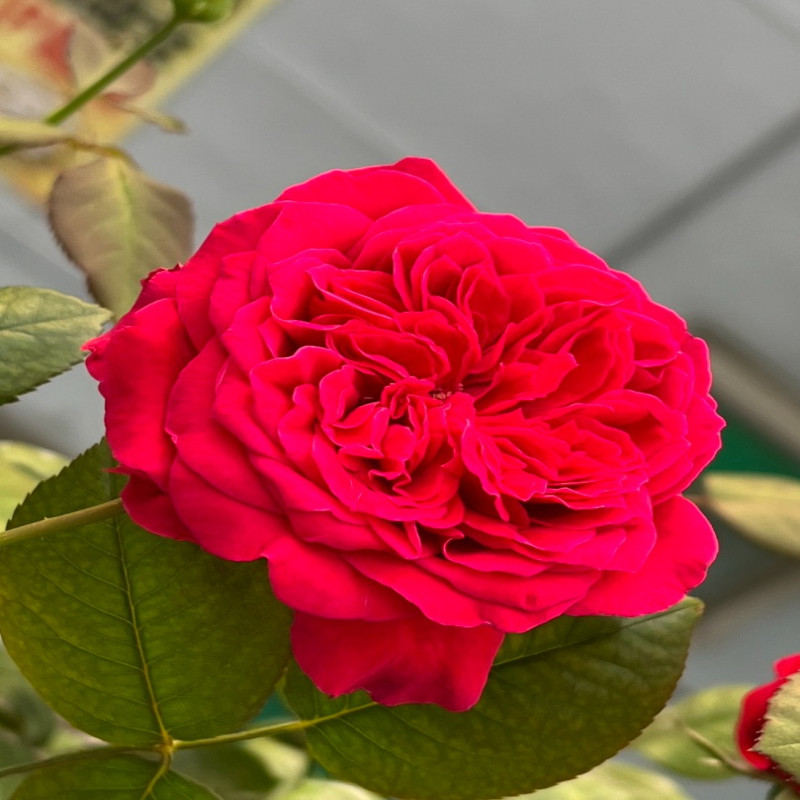 5月5日