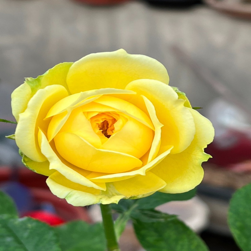 5月5日