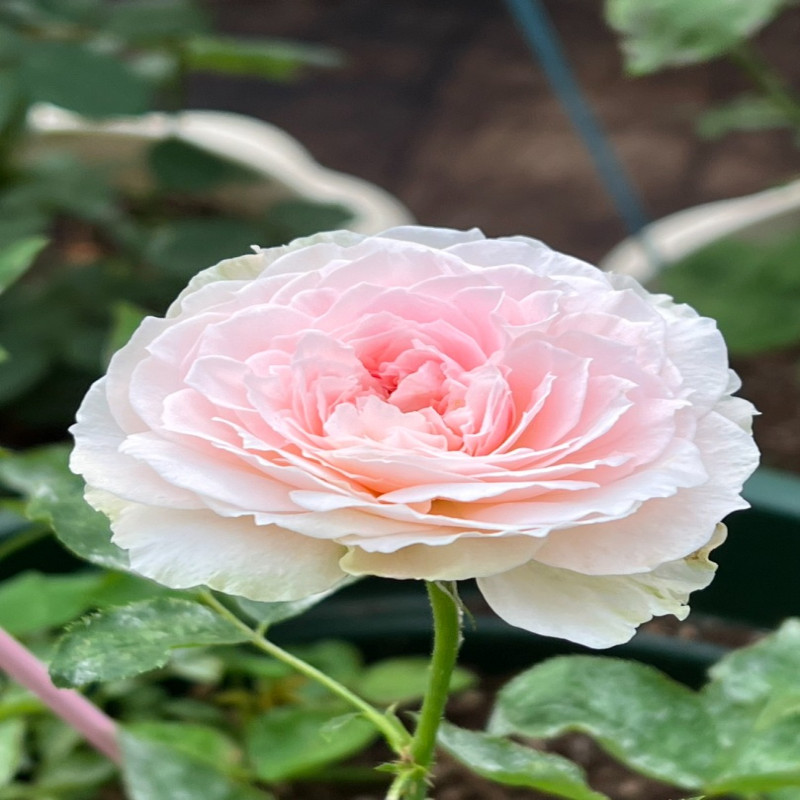 5月5日
