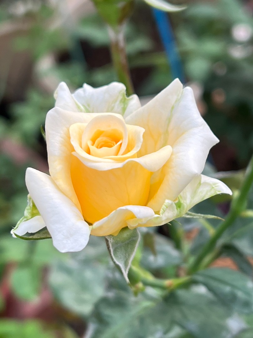 10、菁華