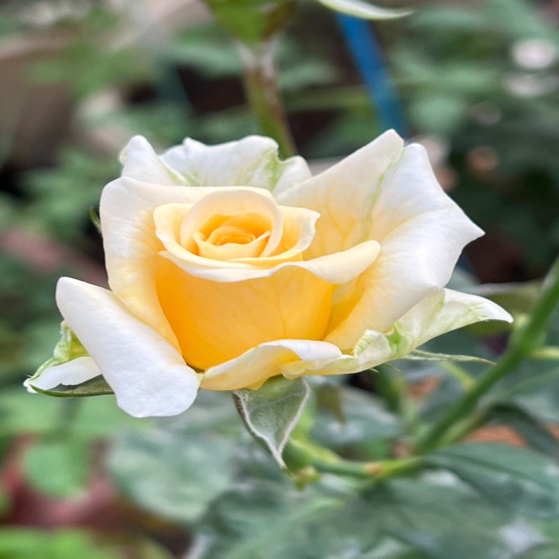 5月5日