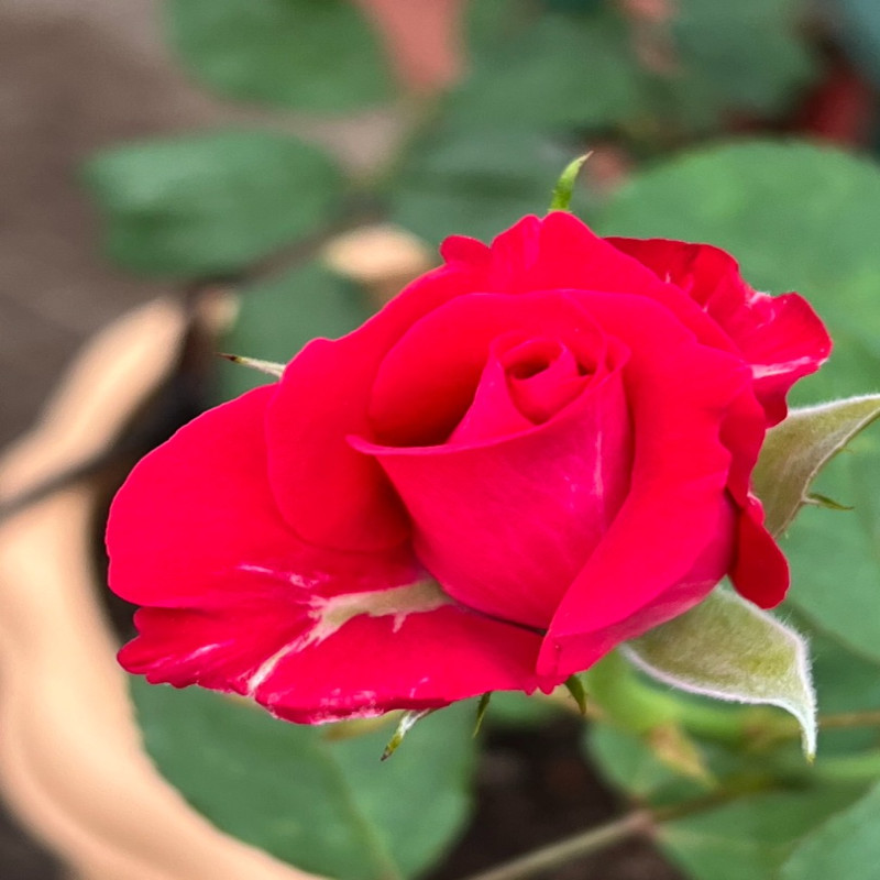 5月5日