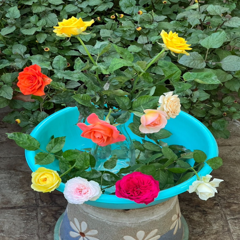 5月5日