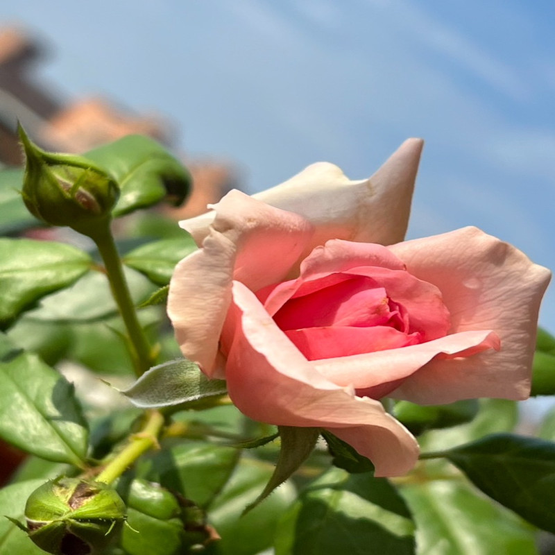6月6日