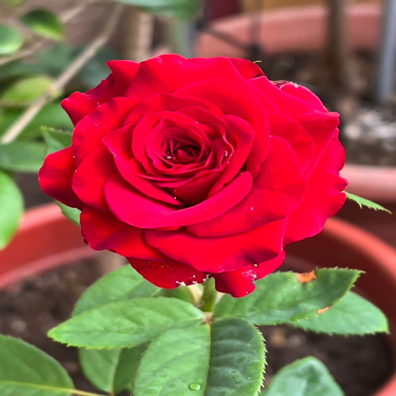 6月6日