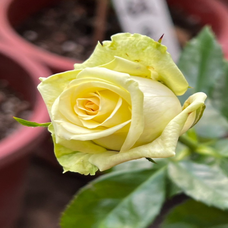 6月6日