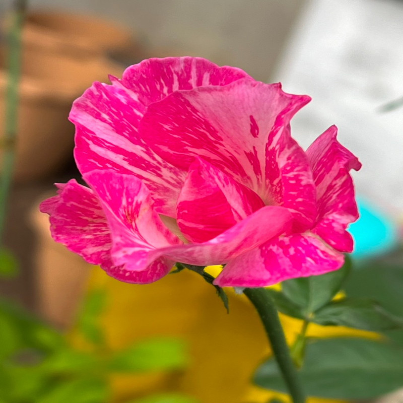 6月6日