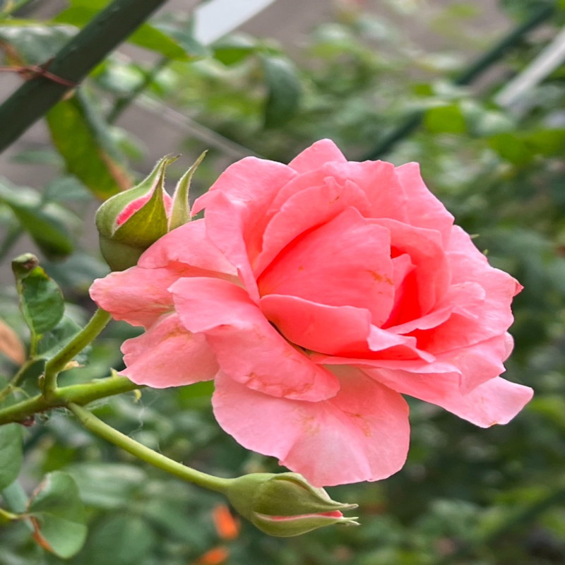 6月6日