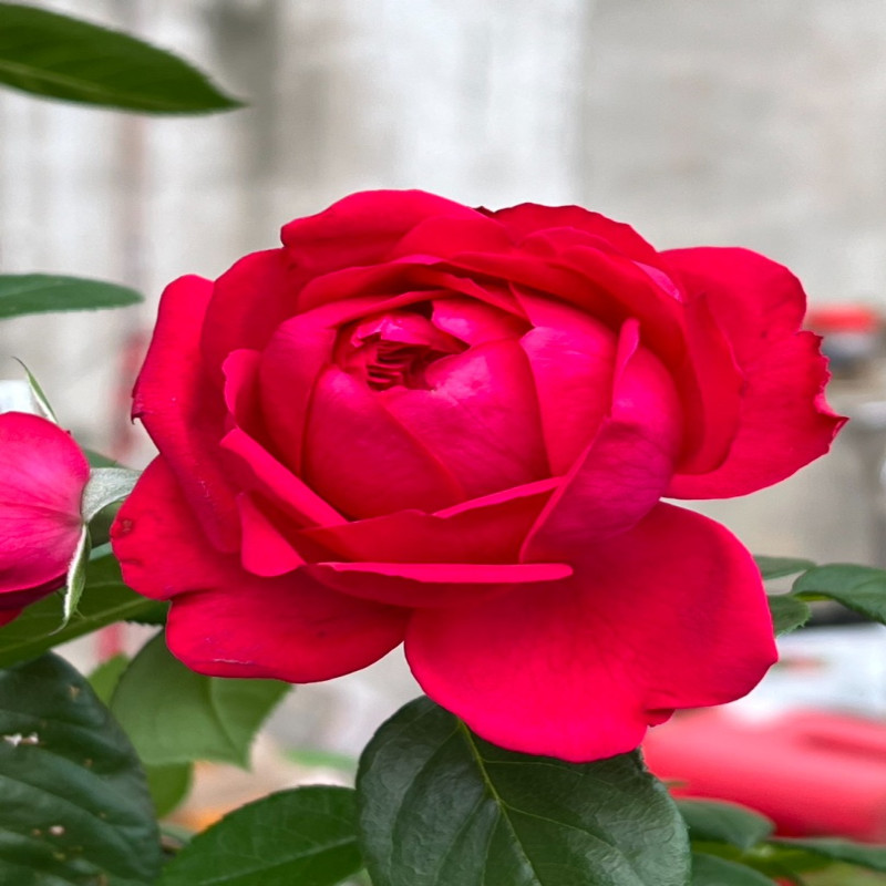6月6日