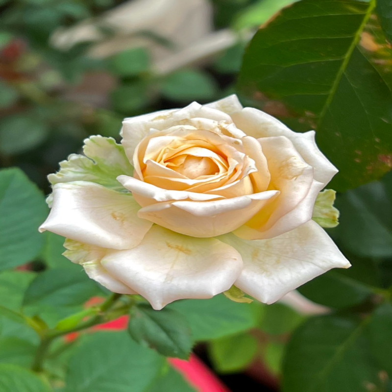 6月6日
