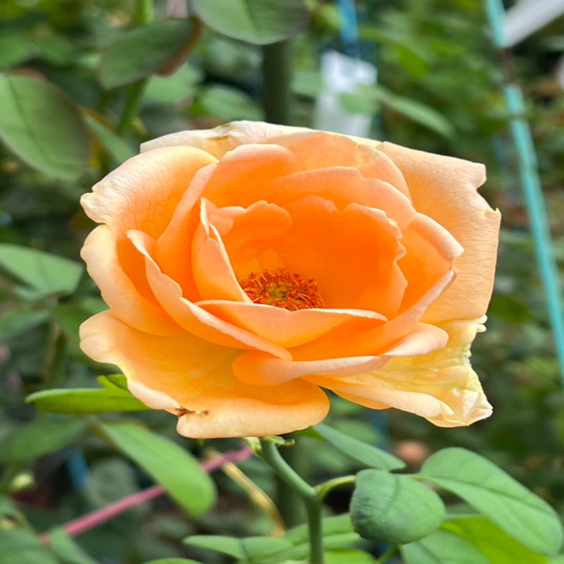 6月6日