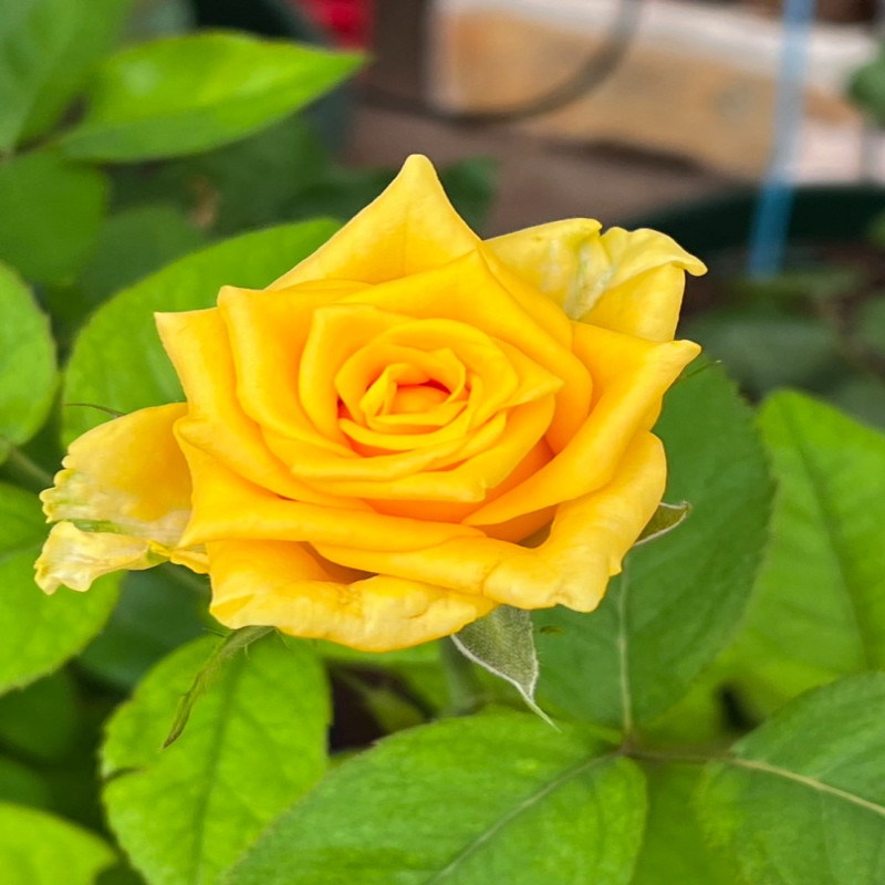 6月6日