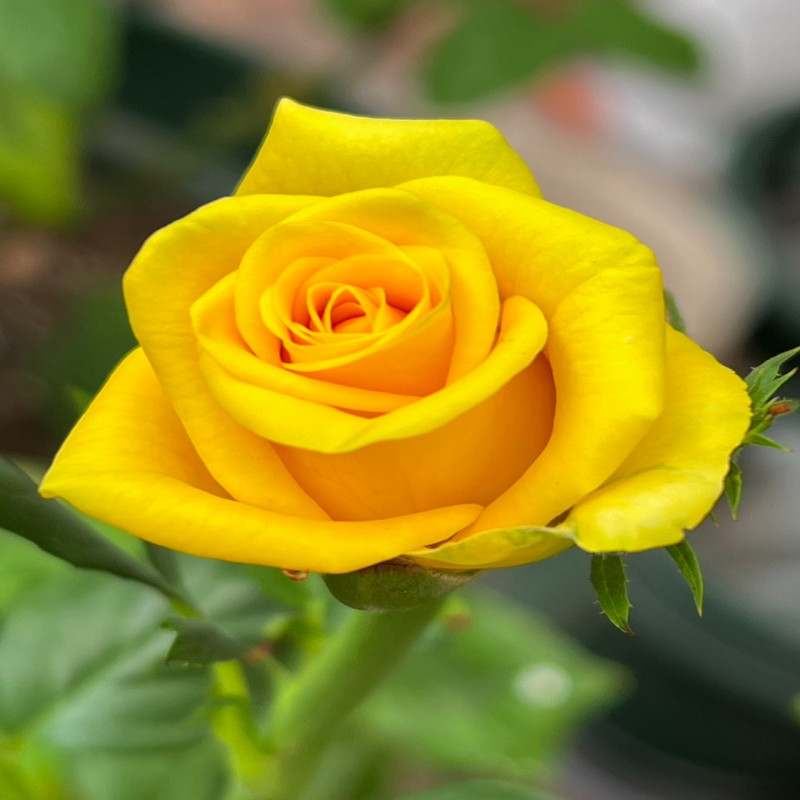 6月6日