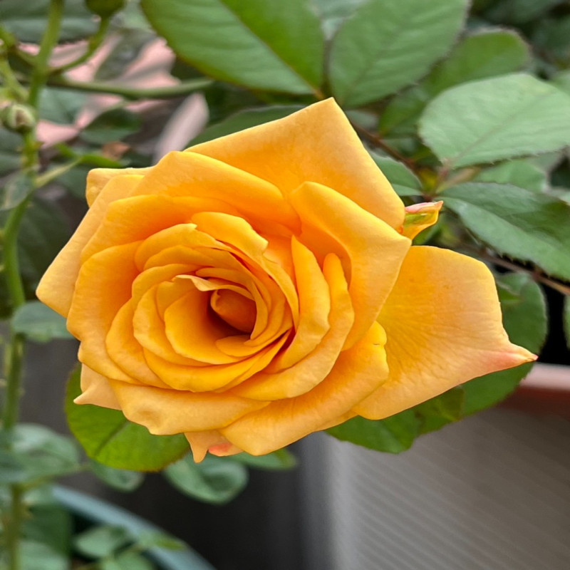 6月6日
