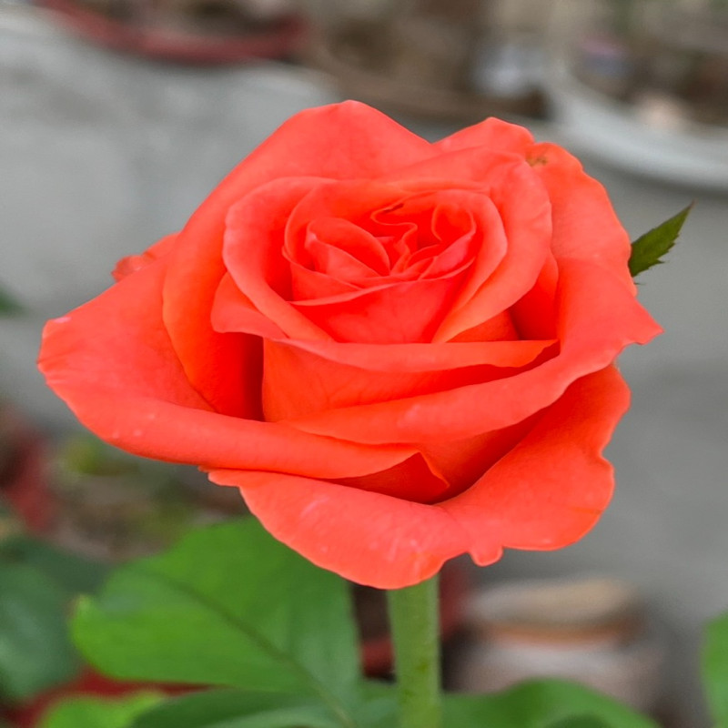 6月6日