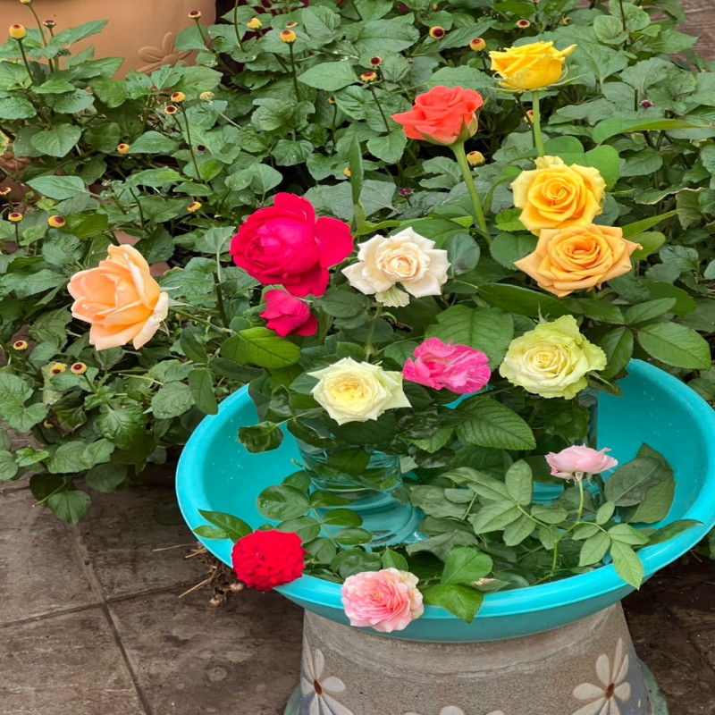 6月6日
