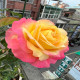3月26日