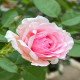6月15日