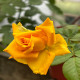 6月15日