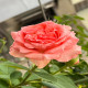 6月15日