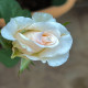 6月15日