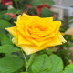 6月15日