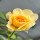 6月15日