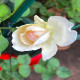 6月15日
