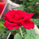 6月15日