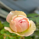 7月8日
