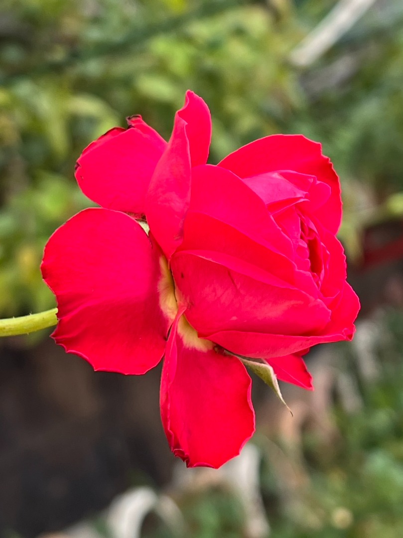 10、紅鋼琴