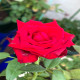 7月8日