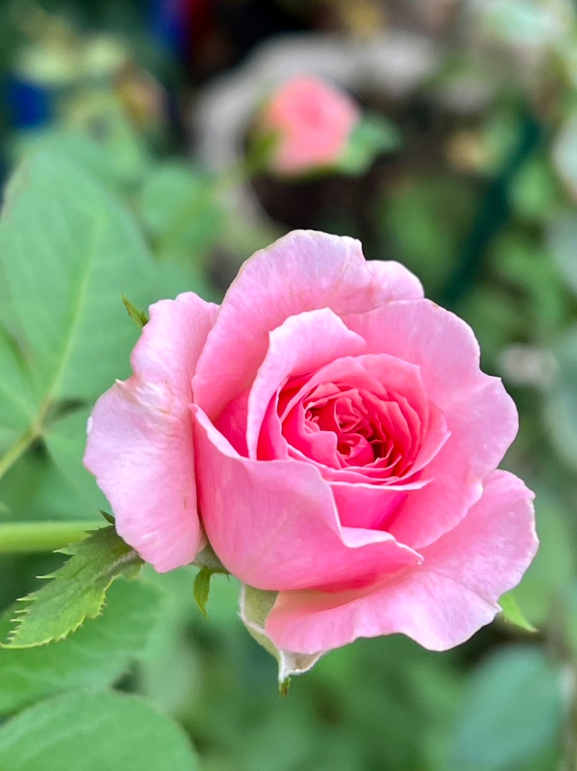 14、達芙妮