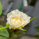 11月2日