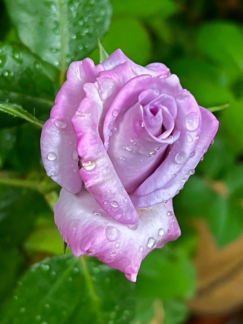 16、蕯菲