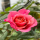 1月21日