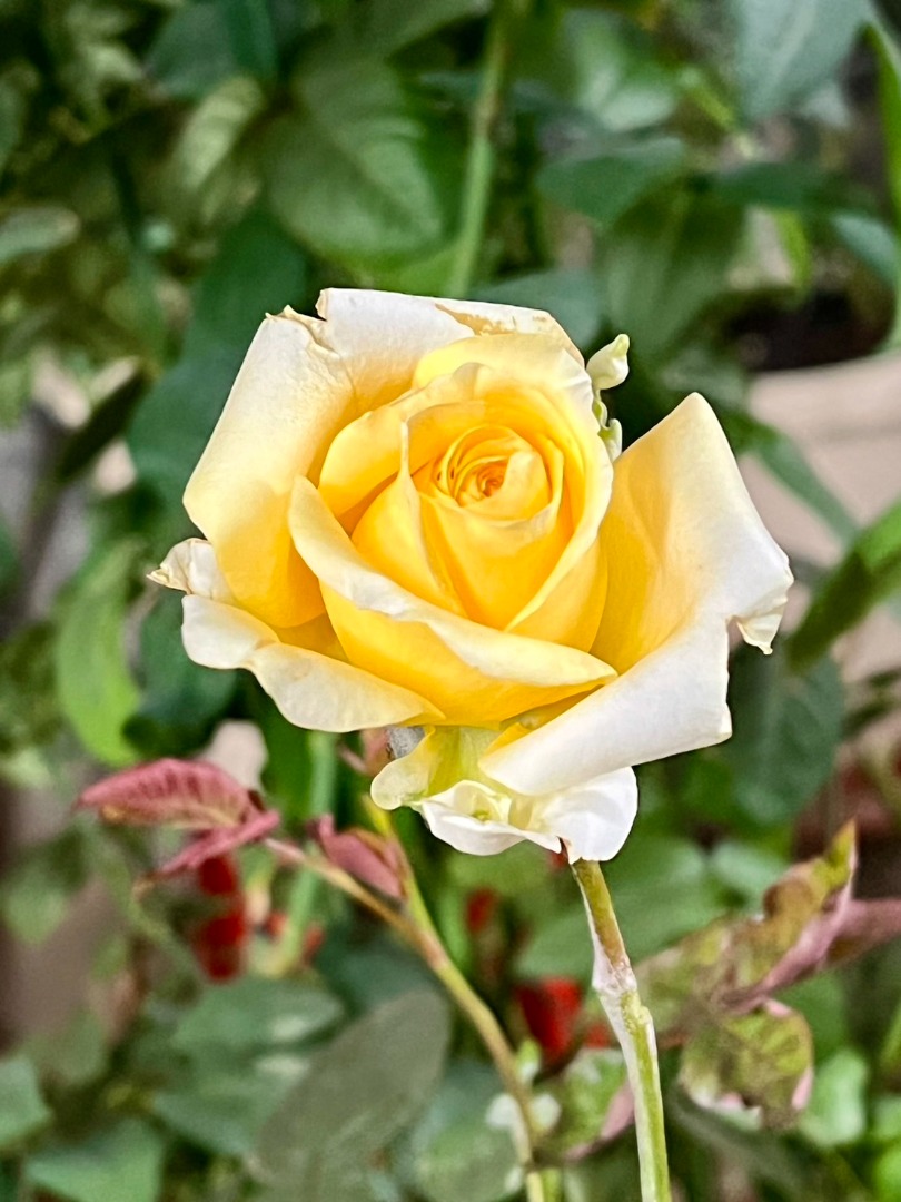 2、菁華