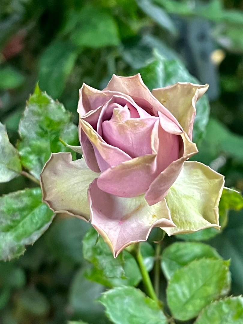 4、冠冕