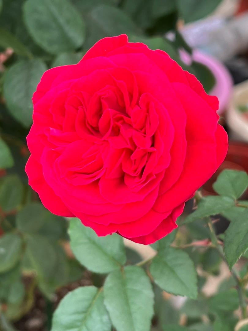 1、My Rose