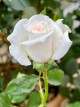 3月10日