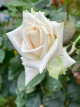 3月10日