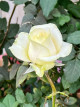 3月10日