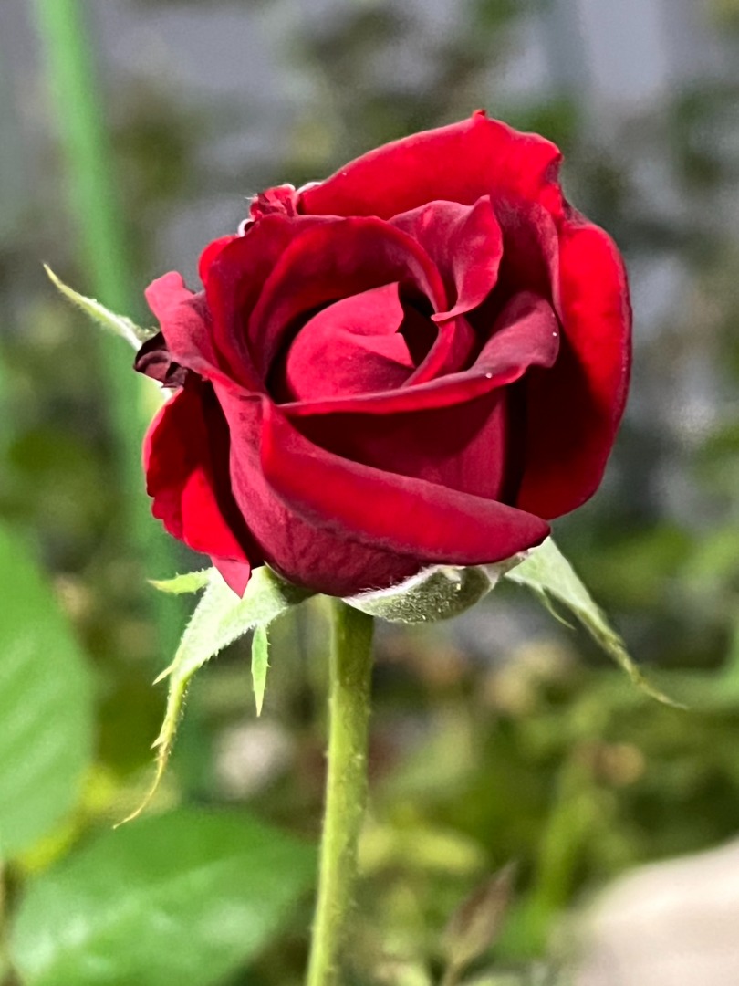 5、英格麗褒曼